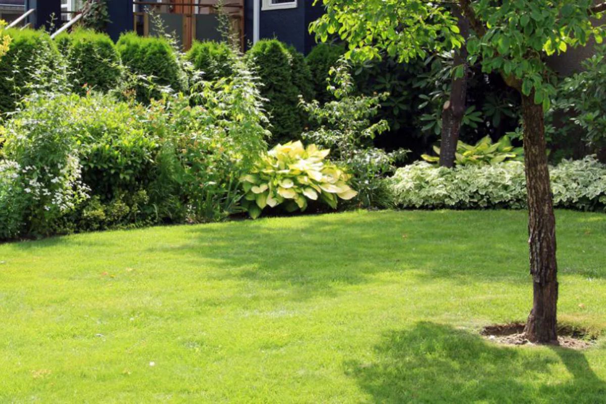 Yard Image