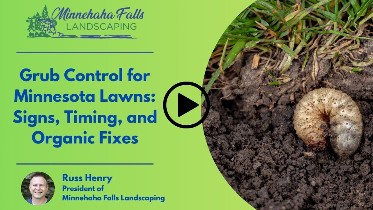 Grub Control for Minnesota Lawns: Signs, Timing, and Organic Fixes
