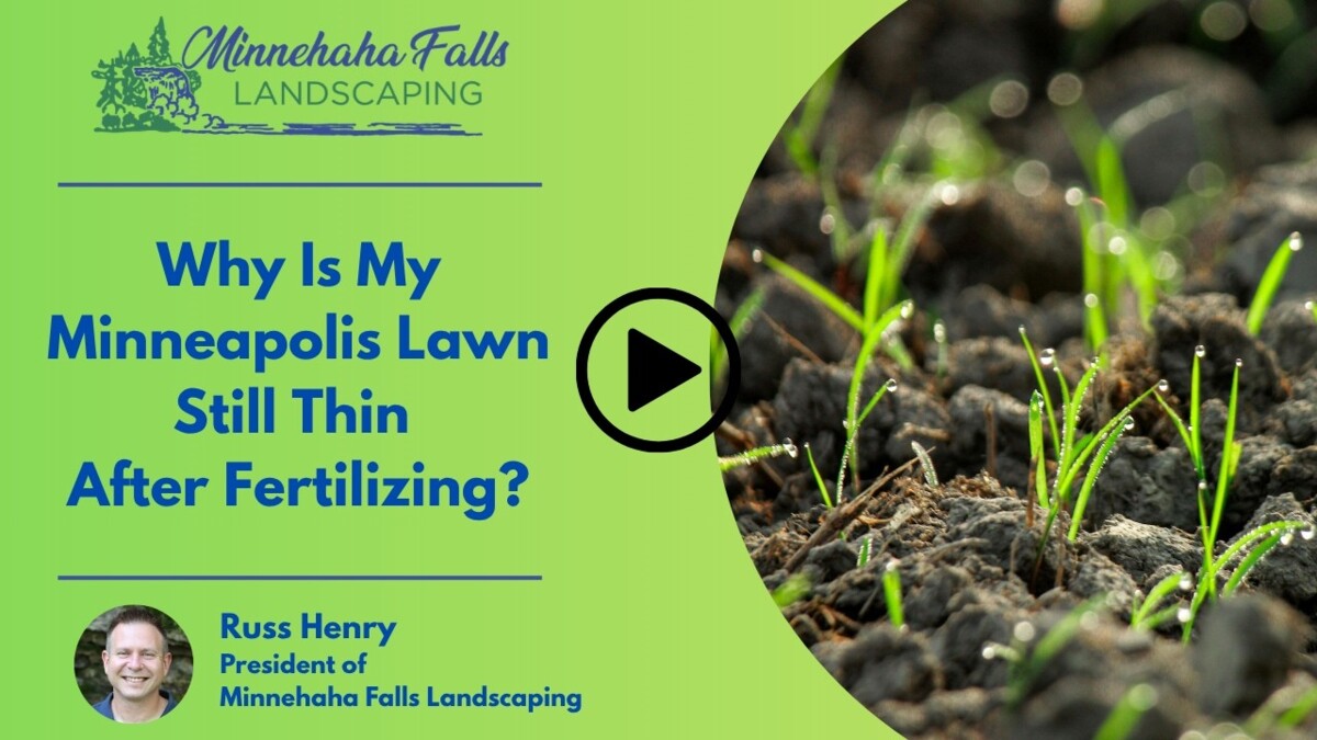 Why Is My Minneapolis Lawn Still Thin After Fertilizing?