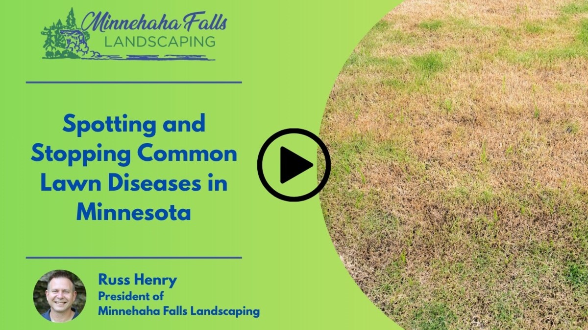 Spotting and Stopping Common Lawn Diseases in Minnesota