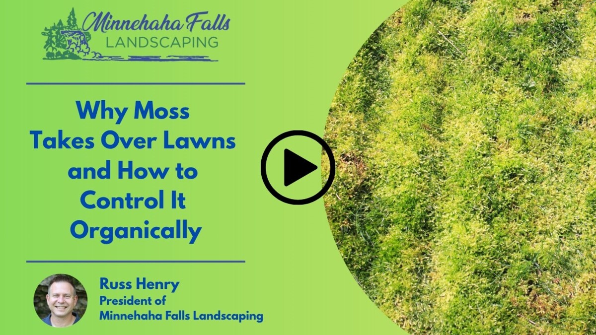 Why Moss Takes Over Lawns and How to Control It Organically
