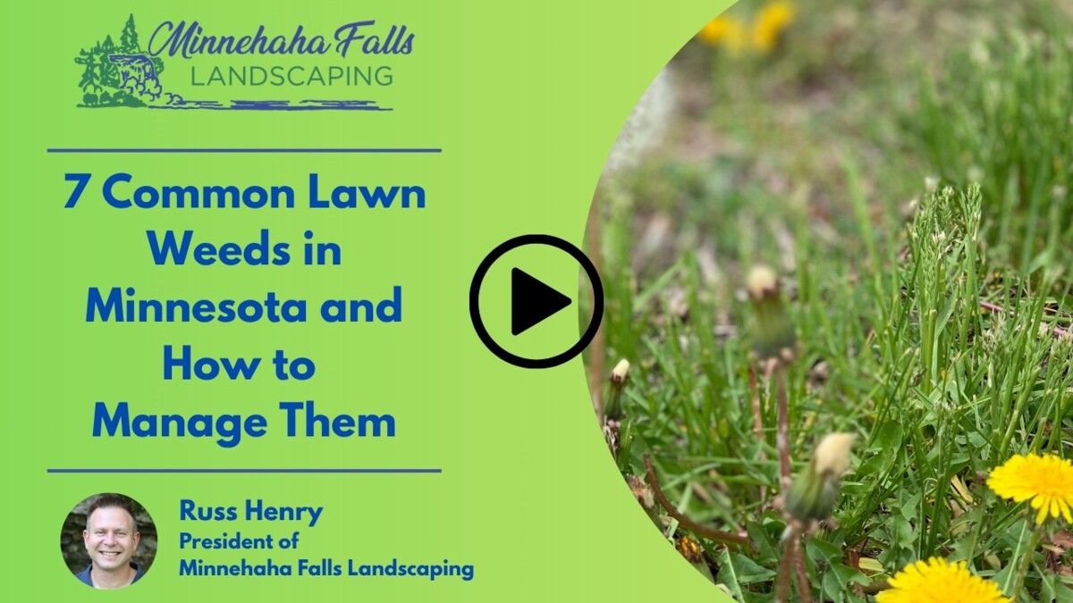 7 Common Lawn Weeds in Minnesota and How to Manage Them