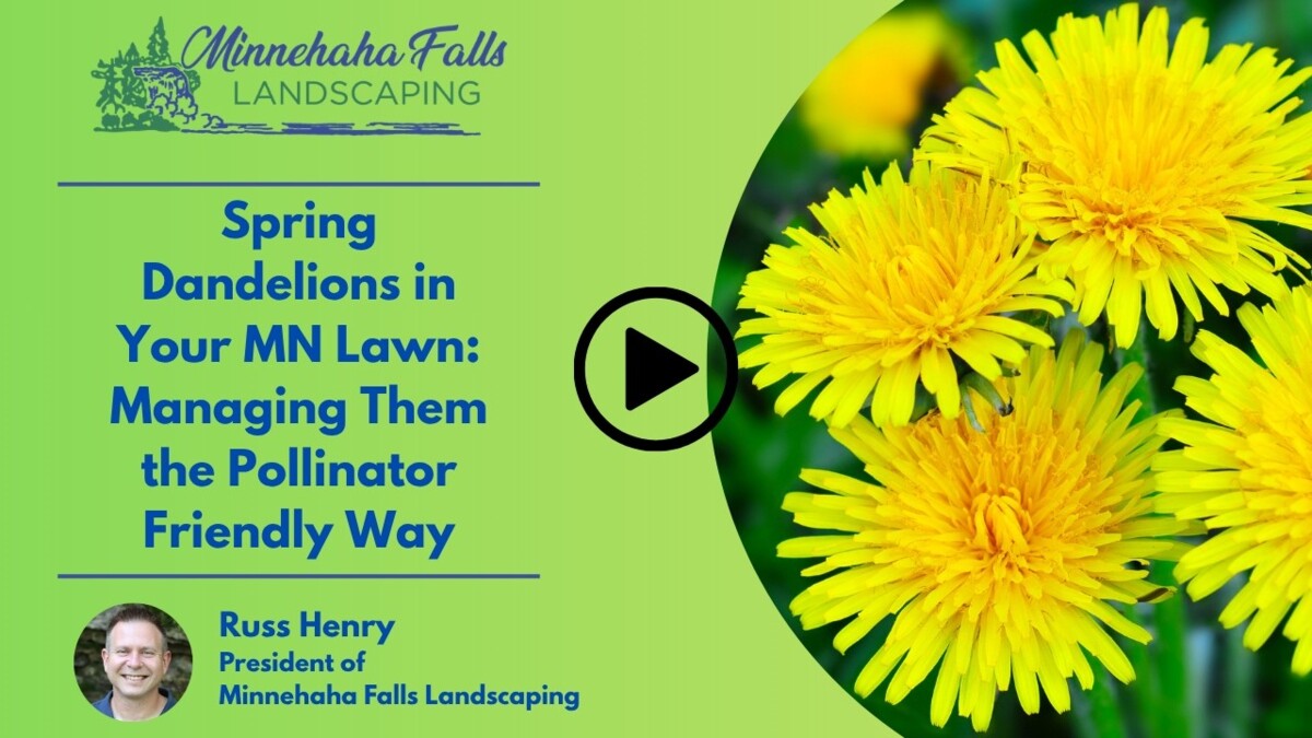 Spring Dandelions in Your MN Lawn: Managing Them the Pollinator-Friendly Way