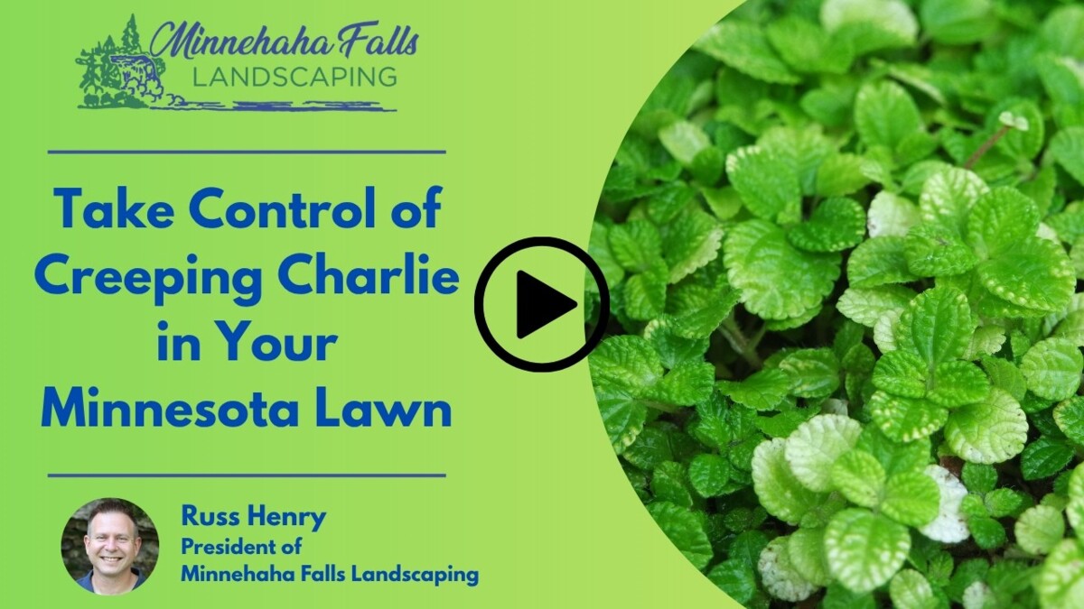 Take Control of Creeping Charlie in Your Minnesota Lawn